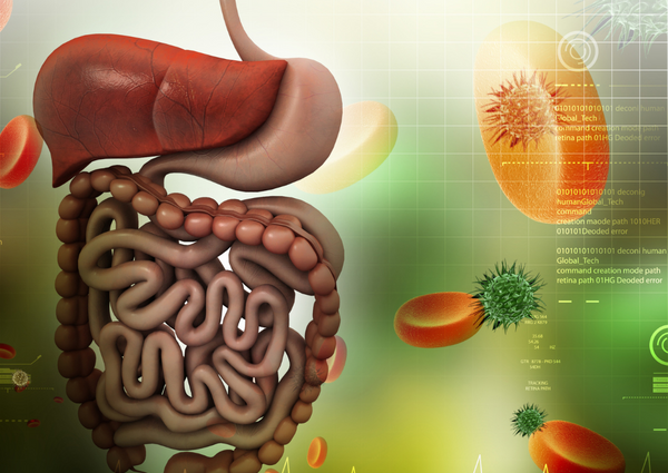¿Por qué se dice que el intestino es el segundo cerebro y quién controla a quién?