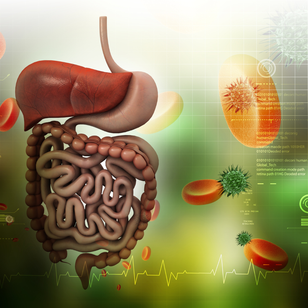 ¿Por qué se dice que el intestino es el segundo cerebro y quién controla a quién?